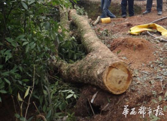 （客户端记者肖茹丹）四川雅安市名山区车岭镇，在总岗山北麓，这里的总岗山脉海拔较高，岩石与沟壑间纵横，独特的地理条件，生长着许多楠木，随着近几年村村通的开展，交通条件的改善，原来人迹罕至的山上，也成了不法分子觊觎的目光。